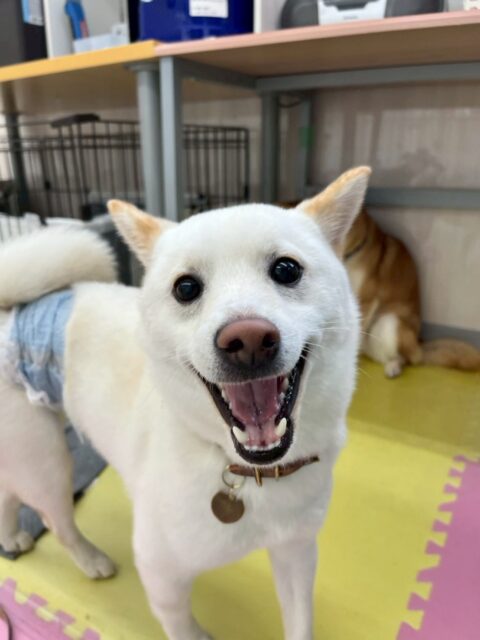 コハクちゃん🐶
本日歯磨きトレーニングを開始して10ヶ月が経ちました🦷
歯磨きも歯の状態も問題なく非常に良好です‼️このまま継続的に行いましょう✊
園内ではペリーちゃんや寅丸ちゃん、ちょこちゃん達と走り回ったり、大合唱をしたりして楽しんでくれていました👍
🐾🐶愛犬のお悩みご相談ください🐶🐾
@kenkohmura_official
↑フォロー待ってます↑
〒955-0091 新潟県三条市上須頃大割428−1
☎︎ 0256-35-2571
✉️ info@kenkohmura.jp
HP: http://kenkohmura.jp
LINE: https://lin.ee/7LIz5sb
#犬幸村#犬の幼稚園 #吠える、噛む #犬のしつけ #トイレ
柴犬柴犬可愛い柴犬大好き柴犬倶楽部
