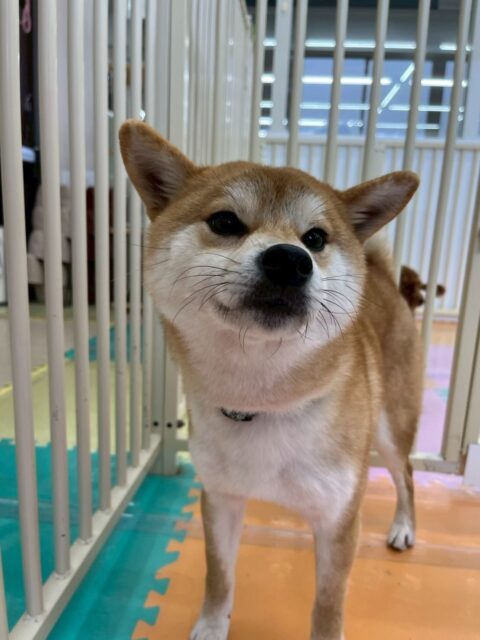 こまちゃん🐶
本日歯磨きトレーニングを開始して5ヶ月が経ちました🦷
歯の状態も非常に良く、歯磨きもだんだん慣れてきたように感じました👍
園内ではたくさんの柴犬ちゃん達がいて大合唱をしてくれたり、みんなで大討論会を開いたりして楽しそうにおしゃべりをしたりしていました🤭
🐾🐶愛犬のお悩みご相談ください🐶🐾
@kenkohmura_official
↑フォロー待ってます↑
〒955-0091 新潟県三条市上須頃大割428−1
☎︎ 0256-35-2571
✉️ info@kenkohmura.jp
HP: http://kenkohmura.jp
LINE: https://lin.ee/7LIz5sb
#犬幸村#犬の幼稚園 #吠える、噛む #犬のしつけ #トイレ
柴犬柴犬可愛い柴犬大好き柴犬倶楽部柴犬ラブ