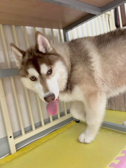 うみちゃん🐶
本日はBOSSちゃんや、小珀ちゃん、北斗ちゃん達といっしょに走り回ったり、みんなで激しいワンプロをしたりしてすごく楽しそうにして遊んでいました👍

🐾🐶愛犬のお悩みご相談ください🐶🐾
@kenkohmura_official
 ↑フォロー待ってます↑

〒955-0091 新潟県三条市上須頃大割４２８−１
☎︎ 0256-35-2571
✉️ info@kenkohmura.jp
HP: http://kenkohmura.jp
LINE: https://lin.ee/7LIz5sb

#犬幸村#犬の幼稚園 #吠える、噛む #犬のしつけ #トイレ
ハスキーハスキー大好きハスキー倶楽部ハスキー可愛い