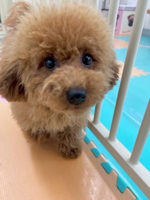 ププちゃん🐶
本日は、きりまるちゃん、まろちゃん達と走り回ったり、ニコペットのちびっ子達と遊び回ったりして幸せそうに過ごしていました🤭
🐾🐶愛犬のお悩みご相談ください🐶🐾
@kenkohmura_official
↑フォロー待ってます↑
〒955-0091 新潟県三条市上須頃大割428−1
☎︎ 0256-35-2571
✉️ info@kenkohmura.jp
HP: http://kenkohmura.jp
LINE: https://lin.ee/7LIz5sb
#犬幸村#犬の幼稚園 #吠える、噛む #犬のしつけ #トイレ
トイプートイプー可愛いトイプー大好きトイプー倶楽部