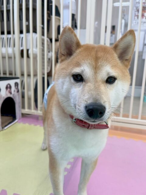 寅丸ちゃん🐶
本日は、チャリーちゃんや助ちゃん、やん丸やカイちゃん達と大人数でお話合いをしていました🤭非常に盛り上がりがあり、白熱しておりました🤣

🐾🐶愛犬のお悩みご相談ください🐶🐾
@kenkohmura_official
 ↑フォロー待ってます↑

〒955-0091 新潟県三条市上須頃大割４２８−１
☎︎ 0256-35-2571
✉️ info@kenkohmura.jp
HP: http://kenkohmura.jp
LINE: https://lin.ee/7LIz5sb

#犬幸村#犬の幼稚園 #吠える、噛む #犬のしつけ #トイレ
柴犬柴犬可愛い柴犬大好き柴犬倶楽部柴犬