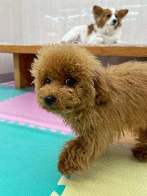 ププちゃん🐶
本日は初めましての子に自ら遊びを誘ってくれたり、挨拶を教えてくれたりしてかっこいいお兄さんをしてくれていました😎

🐾🐶愛犬のお悩みご相談ください🐶🐾
@kenkohmura_official
 ↑フォロー待ってます↑

〒955-0091 新潟県三条市上須頃大割４２８−１
☎︎ 0256-35-2571
✉️ info@kenkohmura.jp
HP: http://kenkohmura.jp
LINE: https://lin.ee/7LIz5sb

#犬幸村#犬の幼稚園 #吠える、噛む #犬のしつけ #トイレ
トイプートイプー可愛いトイプー大好きトイプー倶楽部