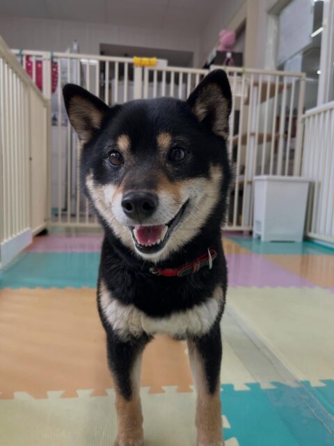 ちょこちゃん🐶
久しぶりの来園でしたがつくしちゃんと激しくおしゃべりしたり、ニコペットにいるラブラドールちゃんに遊びに誘われていたりしていました😊
🐾🐶愛犬のお悩みご相談ください🐶🐾
@kenkohmura_official
↑フォロー待ってます↑
〒955-0091 新潟県三条市上須頃大割428−1
☎︎ 0256-35-2571
✉️ info@kenkohmura.jp
HP: http://kenkohmura.jp
LINE: https://lin.ee/7LIz5sb
#犬幸村#犬の幼稚園 #吠える噛む #犬のしつけ #トイレ
柴犬 柴犬かわいい 柴犬だいすき