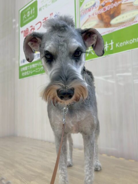 ペリーちゃん🐶
本日歯磨きトレーニングを開始して1年4ヶ月が経ちました
歯の状態は少し汚れてきたように感じるので頑張って磨いてあげましょう✊
園内では、コハクちゃんやのりまきちゃん、寅丸ちゃん達と走り回ったり、激しいお話し合いをしたりして楽しんでいました👍
🐾🐶愛犬のお悩みご相談ください🐶🐾
@kenkohmura_official
↑フォロー待ってます↑
〒955-0091 新潟県三条市上須頃大割428−1
☎︎ 0256-35-2571
✉️ info@kenkohmura.jp
HP: http://kenkohmura.jp
LINE: https://lin.ee/7LIz5sb
#犬幸村#犬の幼稚園 #吠える、噛む #犬のしつけ #トイレ
シュナウザーシュナウザー可愛いシュナ大好きシュナ倶楽部