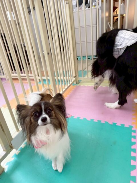 マリベルちゃん🐶
自分からププちゃんの臭い嗅ぎにいけたりしていました👏
オーナーに甘えてたりしていました😊
🐾🐶愛犬のお悩みご相談ください🐶🐾
@kenkohmura_official
 ↑フォロー待ってます↑

〒955-0091 新潟県三条市上須頃大割４２８−１
☎︎ 0256-35-2571
✉️ info@kenkohmura.jp
HP: http://kenkohmura.jp
LINE: https://lin.ee/7LIz5sb

#犬幸村#犬の幼稚園 #吠える噛む #犬のしつけ #トイレ
 パピヨン パピヨンかわいい パピヨンだいすき