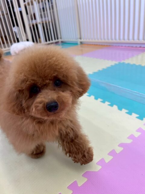 ププちゃん🐶
本日も幼稚園体験の子達がたくさん来てくれていましたが全ての子達に遊びを誘ったり、あいさつを教えてくれたりして優しいお兄さんをしてくれていました👍
🐾🐶愛犬のお悩みご相談ください🐶🐾
@kenkohmura_official
↑フォロー待ってます↑
〒955-0091 新潟県三条市上須頃大割428−1
☎︎ 0256-35-2571
✉️ info@kenkohmura.jp
HP: http://kenkohmura.jp
LINE: https://lin.ee/7LIz5sb
#犬幸村#犬の幼稚園 #吠える、噛む #犬のしつけ #トイレ
トイプートイプー可愛いトイプー大好きトイプー倶楽部