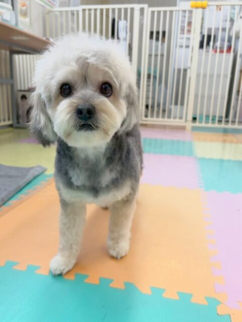 オレオちゃん🐶
本日歯磨きトレーニングを開始して1年6ヶ月が経ちました
歯の状態きちんとキープできているのでこのまま継続的に行いましょう✊

園内では、マロンちゃんやちょこたんちゃん、ぽん太達と優しいワンプロをしたり、追いかけっこをしたりして楽しんで過ごしていました👍

🐾🐶愛犬のお悩みご相談ください🐶🐾
@kenkohmura_official
 ↑フォロー待ってます↑

〒955-0091 新潟県三条市上須頃大割４２８−１
☎︎ 0256-35-2571
✉️ info@kenkohmura.jp
HP: http://kenkohmura.jp
LINE: https://lin.ee/7LIz5sb

#犬幸村#犬の幼稚園 #吠える、噛む #犬のしつけ #トイレ
ミックスミックス犬ミックス犬可愛いミックス犬大好きミックス犬倶楽部
