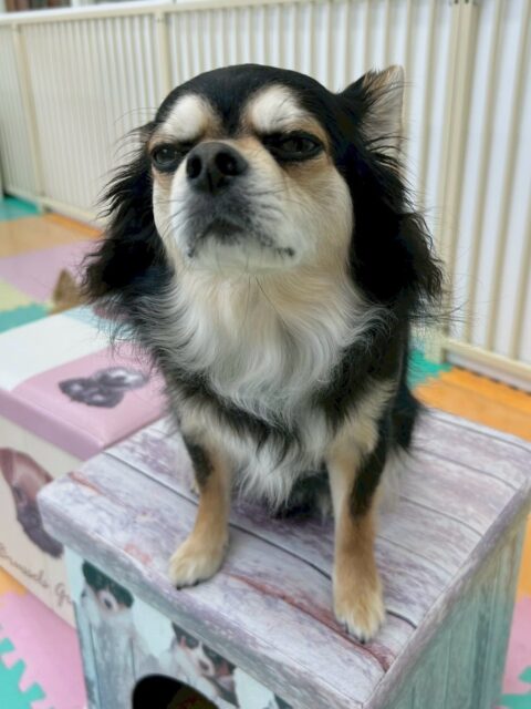 ゴロー丸ちゃん🐶
本日は大好きなタッチちゃんの後ろをクッキーちゃんといっしょに追いかけたりして楽しんでいました👍

お散歩トレーニングでは、ニコペットに買い物にこられた方にお散歩をしてもらいました‼️かなり順調にできていて非常に良かったです👏

🐾🐶愛犬のお悩みご相談ください🐶🐾
@kenkohmura_official
 ↑フォロー待ってます↑

〒955-0091 新潟県三条市上須頃大割４２８−１
☎︎ 0256-35-2571
✉️ info@kenkohmura.jp
HP: http://kenkohmura.jp
LINE: https://lin.ee/7LIz5sb

#犬幸村#犬の幼稚園 #吠える、噛む #犬のしつけ #トイレ
チワワチワワ可愛いチワワ大好きチワワ倶楽部