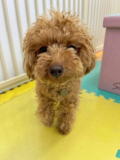 初来園のルナちゃん🐶
きてすぐにみんなに囲まれて匂いを嗅がれたりして少し緊張をしていました🤭
後半は緊張が解けてきたのか徐々に歩いたり、匂いを嗅いだり、他の子達に挨拶ができるようになってきたのですごく良かったです👏
🐾🐶愛犬のお悩みご相談ください🐶🐾
@kenkohmura_official
↑フォロー待ってます↑
〒955-0091 新潟県三条市上須頃大割428−1
☎︎ 0256-35-2571
✉️ info@kenkohmura.jp
HP: http://kenkohmura.jp
LINE: https://lin.ee/7LIz5sb
#犬幸村#犬の幼稚園 #吠える、噛む #犬のしつけ #トイレ
トイプートイプー可愛いトイプー大好きトイプー倶楽部