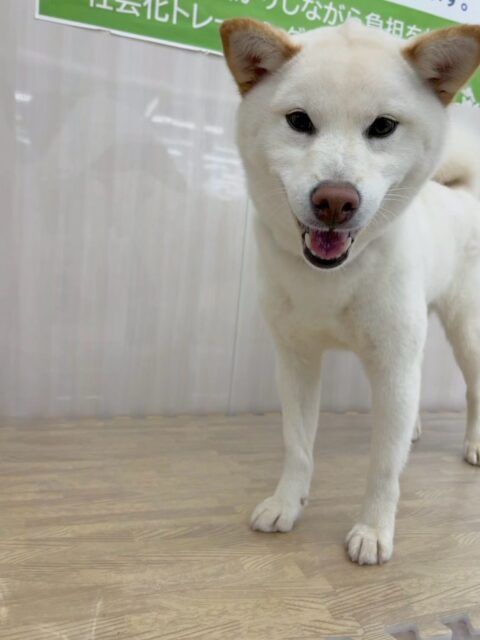 小珀ちゃん🐶
本日歯磨きトレーニングを開始して1年が経ちました🦷
歯磨きかなり順調にやらせてくれて、歯の状態も1年間キープできています‼️このまま継続して頑張りましょう✊

園内ではBOSSちゃんや北斗ちゃん達と走り回ったり、うみちゃんとワンプロをしたりしてすごく楽しそうに過ごしていました🤭

🐾🐶愛犬のお悩みご相談ください🐶🐾
@kenkohmura_official
 ↑フォロー待ってます↑

〒955-0091 新潟県三条市上須頃大割４２８−１
☎︎ 0256-35-2571
✉️ info@kenkohmura.jp
HP: http://kenkohmura.jp
LINE: https://lin.ee/7LIz5sb

#犬幸村#犬の幼稚園 #吠える、噛む #犬のしつけ #トイレ
柴犬柴犬大好き柴犬可愛い柴犬倶楽部