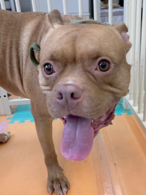 BOSSちゃん🐶
本日は、うみちゃんや北斗ちゃん、小珀ちゃん達と激しくワンプロをしたり、走り回ったりしてしっかりと1日中遊び回っていました👍

🐾🐶愛犬のお悩みご相談ください🐶🐾
@kenkohmura_official
 ↑フォロー待ってます↑

〒955-0091 新潟県三条市上須頃大割４２８−１
☎︎ 0256-35-2571
✉️ info@kenkohmura.jp
HP: http://kenkohmura.jp
LINE: https://lin.ee/7LIz5sb

#犬幸村#犬の幼稚園 #吠える、噛む #犬のしつけ #トイレ
ミックスミックス犬ミックス犬可愛いミックス犬大好きミックス犬倶楽部