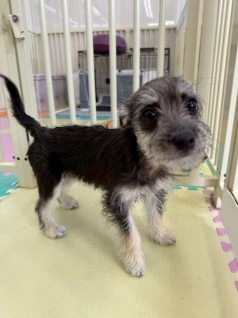 幼稚園体験に来てくれました🐶
少し緊張している様子もありましたが自分から挨拶したりと頑張っていました😄
🐾🐶愛犬のお悩みご相談ください🐶🐾
@kenkohmura_official
 ↑フォロー待ってます↑

〒955-0091 新潟県三条市上須頃大割４２８−１
☎︎ 0256-35-2571
✉️ info@kenkohmura.jp
HP: http://kenkohmura.jp
LINE: https://lin.ee/7LIz5sb

#犬幸村#犬の幼稚園 #吠える噛む #犬のしつけ #トイレ
 ミックス犬 ミックス犬かわいい ミックス犬だいすき