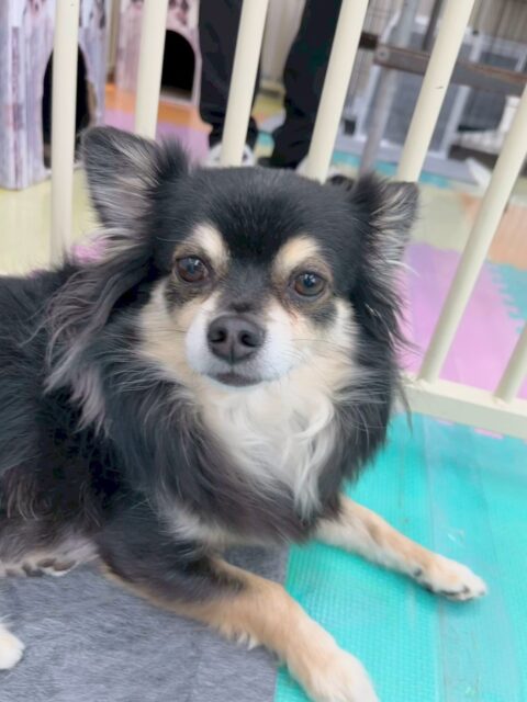 タッチちゃん🐶
本日はゴロー丸ちゃんやクッキーちゃん達に匂いを嗅がれたり、追いかけっこをしたりして過ごしていました🤭

お散歩トレーニングではニコペットに買い物にこられた方にお散歩をしてもらいました‼️少し緊張していましたが頑張っていました👍

🐾🐶愛犬のお悩みご相談ください🐶🐾
@kenkohmura_official
 ↑フォロー待ってます↑

〒955-0091 新潟県三条市上須頃大割４２８−１
☎︎ 0256-35-2571
✉️ info@kenkohmura.jp
HP: http://kenkohmura.jp
LINE: https://lin.ee/7LIz5sb

#犬幸村#犬の幼稚園 #吠える、噛む #犬のしつけ #トイレ
チワワチワワ可愛いチワワ大好きチワワ倶楽部