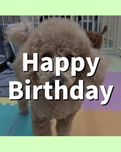 ポコちゃん🐶
お誕生日おめでとうございます🎂👏🏻
ぽん太と楽しそうに1日遊んでいました🎶
お散歩トレーニングも頑張って歩いていました!!
🐾🐶愛犬のお悩みご相談ください🐶🐾
@kenkohmura_official
↑フォロー待ってます↑
〒955-0091 新潟県三条市上須頃大割428−1
☎︎ 0256-35-2571
✉️ info@kenkohmura.jp
HP: http://kenkohmura.jp
LINE: https://lin.ee/7LIz5sb
#犬幸村#犬の幼稚園 #吠える噛む #犬のしつけ #トイレ
トイプードル トイプードルかわいい トイプードルだいすき