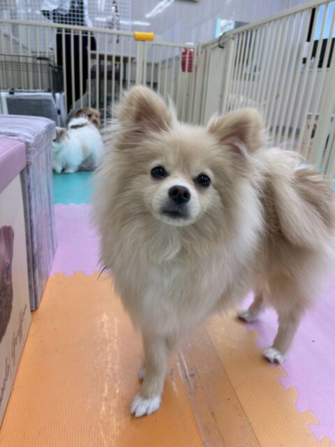 ベルちゃん🐶
本日もすごく可愛い写真をたくさん撮らせてくれました😍
園内ではニコペットのちびっ子達やププちゃん、初めましてのももたろうちゃんやルナちゃん達と遊んだり、遊びを教えてあげたり、挨拶を教えてあげたりして優しいお兄さんをしてくれていました👏
🐾🐶愛犬のお悩みご相談ください🐶🐾
@kenkohmura_official
↑フォロー待ってます↑
〒955-0091 新潟県三条市上須頃大割428−1
☎︎ 0256-35-2571
✉️ info@kenkohmura.jp
HP: http://kenkohmura.jp
LINE: https://lin.ee/7LIz5sb
#犬幸村#犬の幼稚園 #吠える、噛む #犬のしつけ #トイレ
ポメラニアンポメラニアン可愛いポメラニアン大好きポメラニアン倶楽部