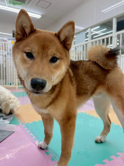 ケン太ちゃん🐶
本日歯磨きトレーニングを開始して4ヶ月が経ちました🦷
歯の状態は変わらず良いので歯磨きをもう少し練習して慣れさせていきましょう✊
園内ではニコペットのスタンダードプードルやラブラドール達と激しいワンプロをしたり、きりまるちゃんやププちゃん達と遊び回ったりして楽しんでいました🤭
🐾🐶愛犬のお悩みご相談ください🐶🐾
@kenkohmura_official
↑フォロー待ってます↑
〒955-0091 新潟県三条市上須頃大割428−1
☎︎ 0256-35-2571
✉️ info@kenkohmura.jp
HP: http://kenkohmura.jp
LINE: https://lin.ee/7LIz5sb
#犬幸村#犬の幼稚園 #吠える、噛む #犬のしつけ #トイレ
柴犬柴犬可愛い柴犬大好き柴犬倶楽部