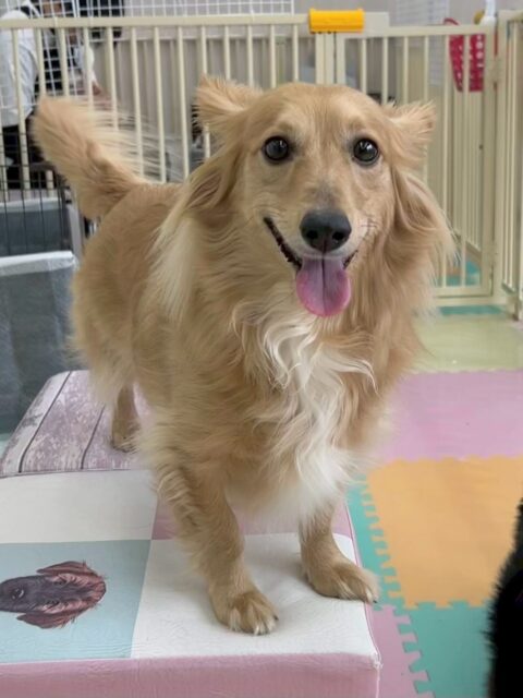 ココアちゃん🐶
本日は、ベンやゴロー丸ちゃん達といっしょにワンプロをしたり、椅子の上でお昼寝をしたりして過ごしていました🤭
お手入れは少しイヤイヤがありましたが頑張って最後までやらせてくれました👏

🐾🐶愛犬のお悩みご相談ください🐶🐾
@kenkohmura_official
 ↑フォロー待ってます↑

〒955-0091 新潟県三条市上須頃大割４２８−１
☎︎ 0256-35-2571
✉️ info@kenkohmura.jp
HP: http://kenkohmura.jp
LINE: https://lin.ee/7LIz5sb

#犬幸村#犬の幼稚園 #吠える、噛む #犬のしつけ #トイレ
ミックスミックス犬ミックス犬可愛いミックス犬大好きミックス犬倶楽部