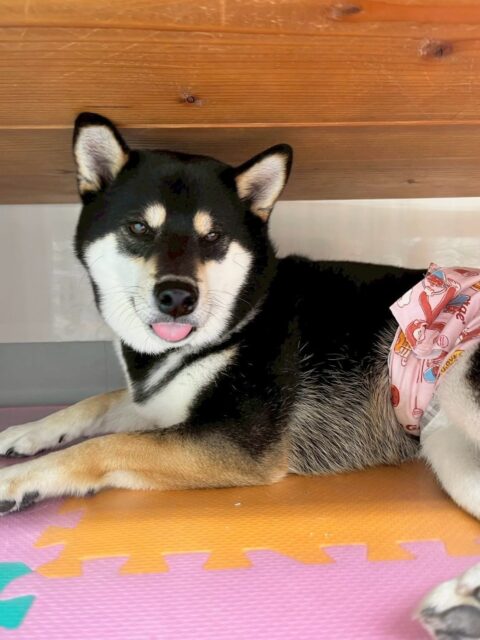 北斗ちゃん🐶
本日は小珀ちゃんやBOSSちゃん、うみちゃん達と非常に楽しそうに走り回ったりして過ごしていました🤭
服を着る練習もかなり頑張ってくれてイヤイヤなくやらせてくれました👏

🐾🐶愛犬のお悩みご相談ください🐶🐾
@kenkohmura_official
 ↑フォロー待ってます↑

〒955-0091 新潟県三条市上須頃大割４２８−１
☎︎ 0256-35-2571
✉️ info@kenkohmura.jp
HP: http://kenkohmura.jp
LINE: https://lin.ee/7LIz5sb

#犬幸村#犬の幼稚園 #吠える、噛む #犬のしつけ #トイレ
柴犬柴犬可愛い柴犬大好き柴犬倶楽部