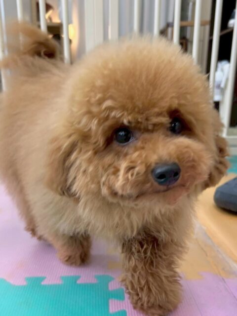 ププちゃん🐶
本日は、ニコペットのちびっ子達と走り回ったり、ワンプロをしたりして楽しんでいました🤭

お散歩もいつも通り楽しそうに歩いたり、走ったりしてお散歩をしてくれました👍

🐾🐶愛犬のお悩みご相談ください🐶🐾
@kenkohmura_official
 ↑フォロー待ってます↑

〒955-0091 新潟県三条市上須頃大割４２８−１
☎︎ 0256-35-2571
✉️ info@kenkohmura.jp
HP: http://kenkohmura.jp
LINE: https://lin.ee/7LIz5sb

#犬幸村#犬の幼稚園 #吠える、噛む #犬のしつけ #トイレ
トイプートイプー可愛いトイプー大好きトイプー倶楽部