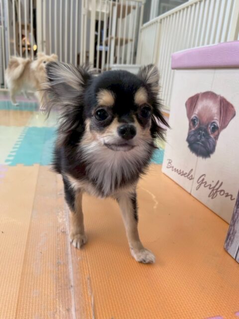 きりまるちゃん&まろちゃん🐶
本日きりまるちゃんはケン太ちゃんやププちゃん達と幼稚園内を大爆走‼️みんなで追いかけっこをして非常に満足そうに楽しんでいました🤭
まろちゃんはニコペットのヤンチャな子達と挨拶をしたり、遊びに誘い合ったりして過ごしていました👍
だんだんと遊べる子達も増えてきて非常に良かったです👏
🐾🐶愛犬のお悩みご相談ください🐶🐾
@kenkohmura_official
↑フォロー待ってます↑
〒955-0091 新潟県三条市上須頃大割428−1
☎︎ 0256-35-2571
✉️ info@kenkohmura.jp
HP: http://kenkohmura.jp
LINE: https://lin.ee/7LIz5sb
#犬幸村#犬の幼稚園 #吠える、噛む #犬のしつけ #トイレ
チワワチワワ可愛いチワワ大好きチワワ倶楽部