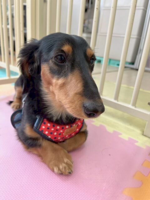 初来園のももたろうちゃん🐶
最初かなり緊張している様子でしたがだんだん周りの子達に挨拶ができるようになり、匂いを嗅げるようになっていきました👏非常に頑張ってくれていました👍
🐾🐶愛犬のお悩みご相談ください🐶🐾
@kenkohmura_official
↑フォロー待ってます↑
〒955-0091 新潟県三条市上須頃大割428−1
☎︎ 0256-35-2571
✉️ info@kenkohmura.jp
HP: http://kenkohmura.jp
LINE: https://lin.ee/7LIz5sb
#犬幸村#犬の幼稚園 #吠える、噛む #犬のしつけ #トイレ
ダックスダックス可愛いダックス倶楽部ダックス大好き