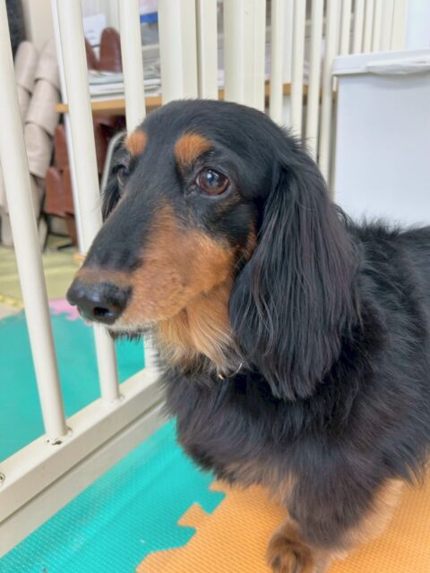 クッキーちゃん🐶
本日は、スタッフに甘えん坊さんな表情で構ってアピールをしてくれて可愛すぎました😍
他にも大好きなタッチちゃんをゴロー丸ちゃんと2人で追いかけたりして大好きアピールをしてくれていました🤭

🐾🐶愛犬のお悩みご相談ください🐶🐾
@kenkohmura_official
 ↑フォロー待ってます↑

〒955-0091 新潟県三条市上須頃大割４２８−１
☎︎ 0256-35-2571
✉️ info@kenkohmura.jp
HP: http://kenkohmura.jp
LINE: https://lin.ee/7LIz5sb

#犬幸村#犬の幼稚園 #吠える、噛む #犬のしつけ #トイレ
ダックスダックス大好き大好きダックス倶楽部