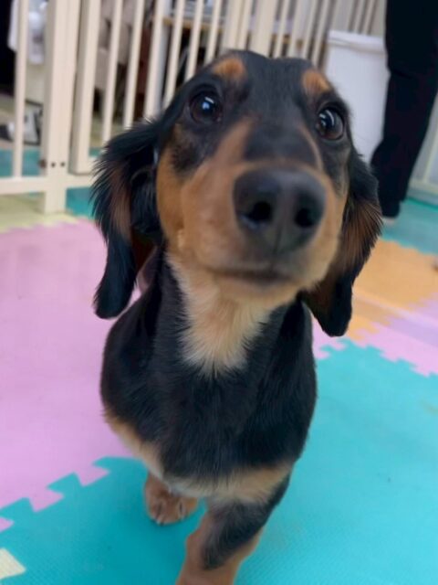 ももたろうちゃん🐶
⁡
今日は、スタッフが他の子を構っていると「君たちばっかりずるいぞ！」と少しヤキモチ妬いていました！😆
また、のんびり園内を散策したり自分から他の子の匂いを嗅ぎに行っていました！😄
⁡
🐾🐶愛犬のお悩みご相談ください🐶🐾
@kenkohmura_official
↑フォロー待ってます↑

☎︎ 0〒955-0091 新潟県三条市上須頃大割４２８−１256-35-2571
✉️ info@kenkohmura.jp
HP: http://kenkohmura.jp
LINE: https://lin.ee/7LIz5sb

#犬幸村#犬の幼稚園 #吠える、噛む #犬のしつけ #トイレ ミニチュアダックス ミニチュアダックスフンド大好き ミニチュアダックスとの生活