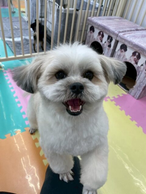 ゆずちゃん🐶
⁡
今日は、朝からぽん太ちゃんと元気よくわんプロしたりころころ転がったりして遊んでいました！😊
また、カットが終わると「いい子にできたよ！」とスタッフにアピールしていました！🥰
⁡
🐾🐶愛犬のお悩みご相談ください🐶🐾
@kenkohmura_official
↑フォロー待ってます↑

☎︎ 0〒955-0091 新潟県三条市上須頃大割４２８−１256-35-2571
✉️ info@kenkohmura.jp
HP: http://kenkohmura.jp
LINE: https://lin.ee/7LIz5sb

#犬幸村#犬の幼稚園 #吠える、噛む #犬のしつけ #トイレ ミックス犬 ミックス犬大好き ミックス犬との生活