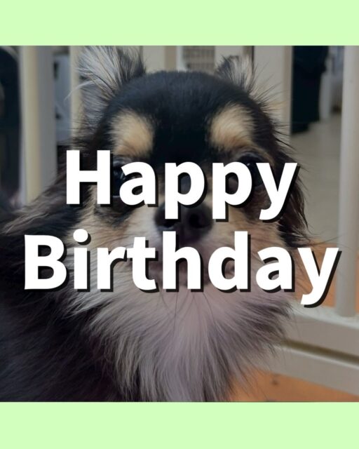 きりまるちゃん＆まろちゃん🐶
⁡
きりまるちゃん1歳のお誕生日おめでとうございます！🎉
⁡
きりまるちゃんは、レオちゃんと楽しそうにお喋りしたり色んな子と園内を走り回っていました！☺️
まろちゃんは、きりまるちゃんにべったりのツーショット写真が撮れたり、作業中のスタッフに構ってアピールしていました！😄
⁡
🐾🐶愛犬のお悩みご相談ください🐶🐾
@kenkohmura_official
↑フォロー待ってます↑

☎︎ 0〒955-0091 新潟県三条市上須頃大割４２８−１256-35-2571
✉️ info@kenkohmura.jp
HP: http://kenkohmura.jp
LINE: https://lin.ee/7LIz5sb

#犬幸村#犬の幼稚園 #吠える、噛む #犬のしつけ #トイレ チワワ チワワ可愛い チワワとの暮らし