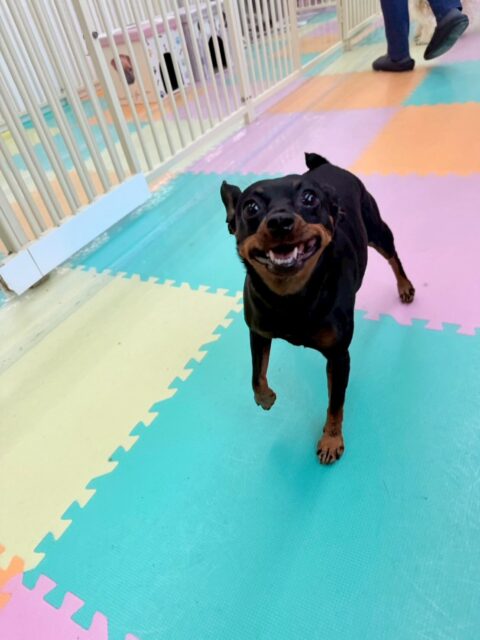 クールちゃん＆カノアちゃん🐶
本日歯磨きトレーニングを開始して1年6ヶ月が経ちました
歯磨きも歯の状態もベリーグッド‼️このまま継続していきましょう✊

園内でクールちゃんはニコペットのヤンチャな子達がイタズラしてるのを止めてくれたり、初めましての子達に挨拶をしたりしてくれて優しいお姉さんをしてくれました👍

カノアちゃんはちびっ子達といっしょに遊びたいのか混ぜてよ〜とアピールをしていました🤭

🐾🐶愛犬のお悩みご相談ください🐶🐾
@kenkohmura_official
 ↑フォロー待ってます↑

〒955-0091 新潟県三条市上須頃大割４２８−１
☎︎ 0256-35-2571
✉️ info@kenkohmura.jp
HP: http://kenkohmura.jp
LINE: https://lin.ee/7LIz5sb

#犬幸村#犬の幼稚園 #吠える、噛む #犬のしつけ #トイレ
ミニピンミニピン可愛いミックスミックス犬可愛い