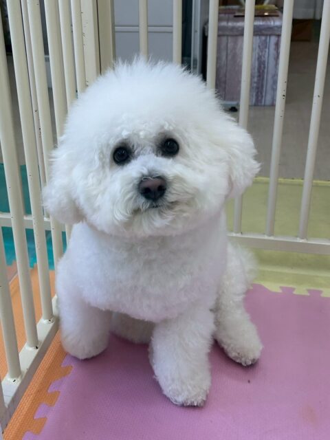 ピピちゃん🐶
リラちゃんやニッカちゃんと挨拶していました😄
お散歩トレーニングでは上手に隣について歩いたり、カットやお手入れ頑張っていました🙌
🐾🐶愛犬のお悩みご相談ください🐶🐾
@kenkohmura_official
 ↑フォロー待ってます↑

〒955-0091 新潟県三条市上須頃大割４２８−１
☎︎ 0256-35-2571
✉️ info@kenkohmura.jp
HP: http://kenkohmura.jp
LINE: https://lin.ee/7LIz5sb

#犬幸村#犬の幼稚園 #吠える噛む #犬のしつけ #トイレ
 ビションフリーゼ ビションフリーゼかわいい ビションフリーゼ大好き