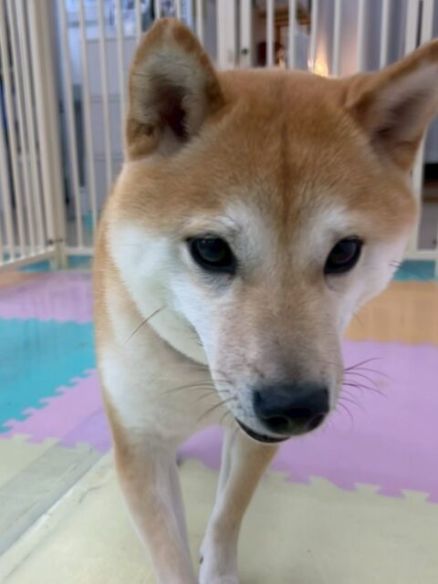 寅丸ちゃん🐶
モコちゃんやポコちゃんを遊びに誘っていたり楽しそうに幼稚園の中走っていました🎶
午後からは疲れたのかまったり過ごしていました！
🐾🐶愛犬のお悩みご相談ください🐶🐾
@kenkohmura_official
 ↑フォロー待ってます↑

〒955-0091 新潟県三条市上須頃大割４２８−１
☎︎ 0256-35-2571
✉️ info@kenkohmura.jp
HP: http://kenkohmura.jp
LINE: https://lin.ee/7LIz5sb

#犬幸村#犬の幼稚園 #吠える噛む #犬のしつけ #トイレ
 豆柴 豆柴かわいい 豆柴大好き