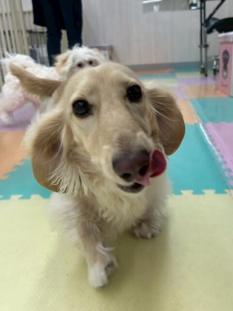 シロちゃん🐶
本日はあまり他の子達とはおしゃべりしたりせず、走り回ったり、みんなと挨拶をしたりして過ごしていました🤭
だんだんフレンドリーになってきていてすごく良かったです👍

🐾🐶愛犬のお悩みご相談ください🐶🐾
@kenkohmura_official
 ↑フォロー待ってます↑

〒955-0091 新潟県三条市上須頃大割４２８−１
☎︎ 0256-35-2571
✉️ info@kenkohmura.jp
HP: http://kenkohmura.jp
LINE: https://lin.ee/7LIz5sb

#犬幸村#犬の幼稚園 #吠える、噛む #犬のしつけ #トイレ
ダックスダックス可愛いダックス倶楽部ダックス大好き