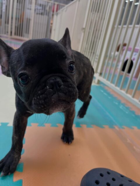 幼稚園体験に来てくれました🐶
1頭目の子はとてもフレンドリーでチャリーちゃんやニッカちゃんと走り回っていました✨
⁡
2頭目の子は緊張していましたがなれてくると自分から挨拶したりと頑張っていました🙌
🐾🐶愛犬のお悩みご相談ください🐶🐾
@kenkohmura_official
 ↑フォロー待ってます↑

〒955-0091 新潟県三条市上須頃大割４２８−１
☎︎ 0256-35-2571
✉️ info@kenkohmura.jp
HP: http://kenkohmura.jp
LINE: https://lin.ee/7LIz5sb

#犬幸村#犬の幼稚園 #吠える噛む #犬のしつけ #トイレ⁡
フレンチブルドッグ フレンチブルドッグかわいい トイプードル トイプードル大好き