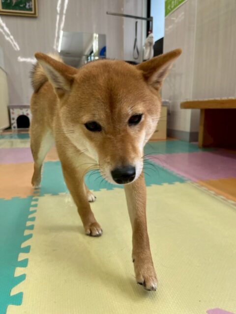 のりまきちゃん🐶
本日は、ジョージちゃんやププちゃん、ぽん太達と走り回ったり、ワンプロをしたりして楽しんでいました🤭
スタッフとの手遊びもかなり白熱していて良い試合になりました👍
🐾🐶愛犬のお悩みご相談ください🐶🐾
@kenkohmura_official
↑フォロー待ってます↑
〒955-0091 新潟県三条市上須頃大割428−1
☎︎ 0256-35-2571
✉️ info@kenkohmura.jp
HP: http://kenkohmura.jp
LINE: https://lin.ee/7LIz5sb
#犬幸村#犬の幼稚園 #吠える、噛む #犬のしつけ #トイレ
柴犬柴犬可愛い柴犬大好き柴犬倶楽部