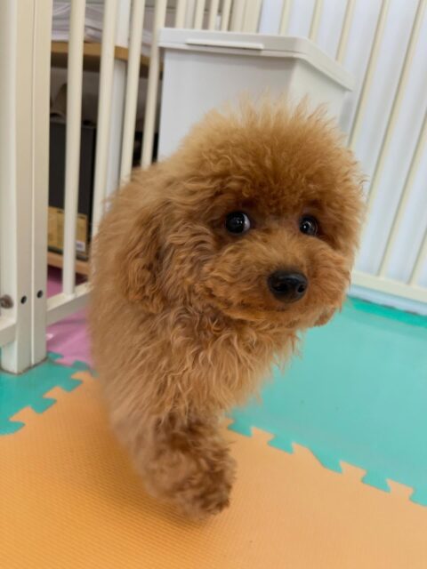 ププちゃん🐶
カメラを向けるとカメラに向かって歩いていてとても可愛かったです😊
お散歩トレーニングではルンルンで楽しそうでした✨
🐾🐶愛犬のお悩みご相談ください🐶🐾
@kenkohmura_official
 ↑フォロー待ってます↑

〒955-0091 新潟県三条市上須頃大割４２８−１
☎︎ 0256-35-2571
✉️ info@kenkohmura.jp
HP: http://kenkohmura.jp
LINE: https://lin.ee/7LIz5sb

#犬幸村#犬の幼稚園 #吠える噛む #犬のしつけ #トイレ
 トイプードル トイプードル大好き トイプードルかわいい