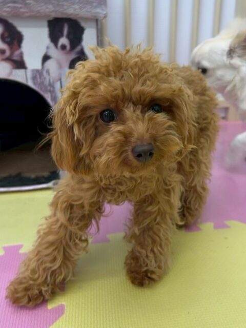 ルナちゃん🐶
ニコペットにいるチワワちゃんと挨拶できたりしていました👏
少しずつですが動きまわれたり挨拶できるようになったりと頑張っています！！
🐾🐶愛犬のお悩みご相談ください🐶🐾
@kenkohmura_official
 ↑フォロー待ってます↑

〒955-0091 新潟県三条市上須頃大割４２８−１
☎︎ 0256-35-2571
✉️ info@kenkohmura.jp
HP: http://kenkohmura.jp
LINE: https://lin.ee/7LIz5sb

#犬幸村#犬の幼稚園 #吠える噛む #犬のしつけ #トイレ
 トイプードル トイプードルかわいい トイプードル大好き