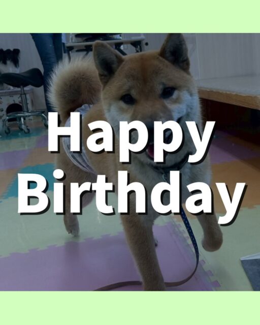 チャリーちゃん🐶
お誕生日おめでとうございます🎂👏🏻
ニコラちゃんや体験に来たこと遊んだり、まめちゃんと激しくおしゃべりしていました☺️
お散歩トレーニングでは引っ張っりありましたが歩いてるうちに落ち着いて歩くことができていました✨
🐾🐶愛犬のお悩みご相談ください🐶🐾
@kenkohmura_official
 ↑フォロー待ってます↑

〒955-0091 新潟県三条市上須頃大割４２８−１
☎︎ 0256-35-2571
✉️ info@kenkohmura.jp
HP: http://kenkohmura.jp
LINE: https://lin.ee/7LIz5sb

#犬幸村#犬の幼稚園 #吠える噛む #犬のしつけ #トイレ⁡
 柴犬 柴犬かわいい 柴犬大好き