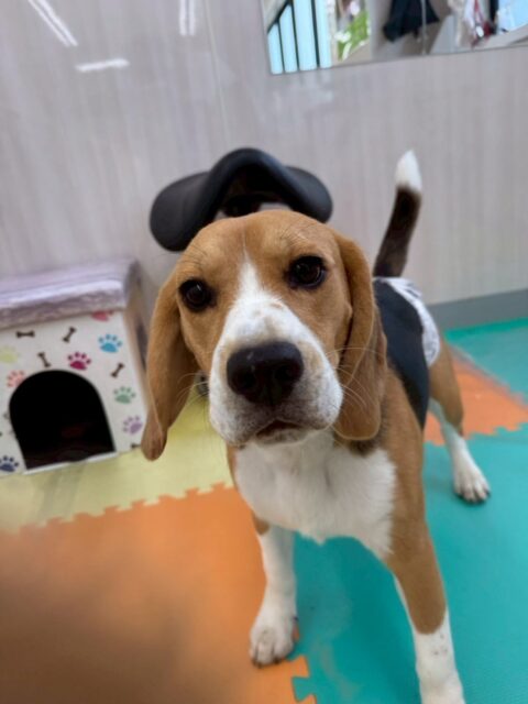 ジョージちゃん🐶
本日は、こまちゃんにずーっとかまってアピールをしたり、
ニコペットのスタンダードプードル、ぽん太達とワンプロをしたりしてはしゃぎ回っていました🤭
🐾🐶愛犬のお悩みご相談ください🐶🐾
@kenkohmura_official
↑フォロー待ってます↑
〒955-0091 新潟県三条市上須頃大割428−1
☎︎ 0256-35-2571
✉️ info@kenkohmura.jp
HP: http://kenkohmura.jp
LINE: https://lin.ee/7LIz5sb
#犬幸村#犬の幼稚園 #吠える、噛む #犬のしつけ #トイレ
ビーグルビーグル可愛いビーグル大好きビーグル倶楽部