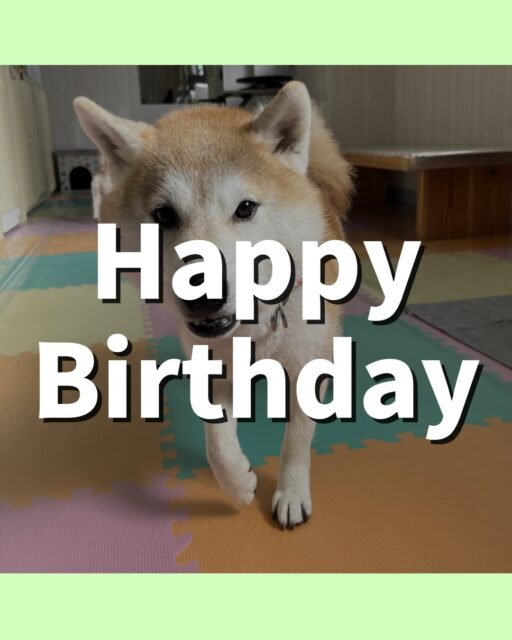 まめちゃん🐶
⁡お誕生日おめでとうございます🎂👏🏻
チャリーちゃんと激しくおしゃべりしたり、やん丸に遊びに誘われていました😆
🐾🐶愛犬のお悩みご相談ください🐶🐾
@kenkohmura_official
 ↑フォロー待ってます↑

〒955-0091 新潟県三条市上須頃大割４２８−１
☎︎ 0256-35-2571
✉️ info@kenkohmura.jp
HP: http://kenkohmura.jp
LINE: https://lin.ee/7LIz5sb

#犬幸村#犬の幼稚園 #吠える噛む #犬のしつけ #トイレ⁡
 柴犬 柴犬かわいい 柴犬大好き