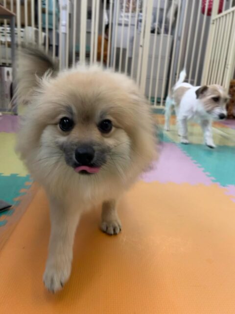 初来園のポン太ちゃん🐶
スタッフに名前呼ばれると嬉しそうに反応していました😆
お手入れやシャンプーとても上手にさせてくれていました✨
🐾🐶愛犬のお悩みご相談ください🐶🐾
@kenkohmura_official
 ↑フォロー待ってます↑

〒955-0091 新潟県三条市上須頃大割４２８−１
☎︎ 0256-35-2571
✉️ info@kenkohmura.jp
HP: http://kenkohmura.jp
LINE: https://lin.ee/7LIz5sb

#犬幸村#犬の幼稚園 #吠える噛む #犬のしつけ #トイレ
 ポメラニアン ポメラニアンかわいい ポメラニアン大好き