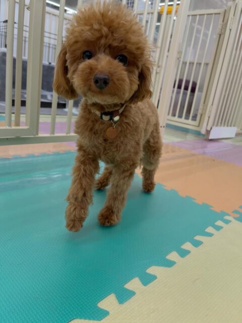 ルナちゃん🐶
いつもより動けていてココちゃんやニッカちゃんと挨拶していました☺️
🐾🐶愛犬のお悩みご相談ください🐶🐾
@kenkohmura_official
 ↑フォロー待ってます↑

〒955-0091 新潟県三条市上須頃大割４２８−１
☎︎ 0256-35-2571
✉️ info@kenkohmura.jp
HP: http://kenkohmura.jp
LINE: https://lin.ee/7LIz5sb

#犬幸村#犬の幼稚園 #吠える噛む #犬のしつけ #トイレ
 トイプードル トイプードルかわいい トイプードル大好き