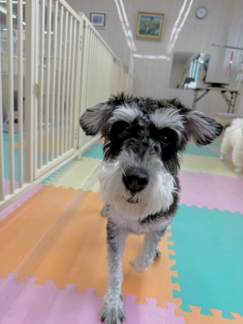 レオちゃん🐶
本日も園内ですごく楽しめていてみんなと走り回ったり、激しいワンプロなどをしたりして過ごしていました🤭
人間が大好きなようで膝に捕まって二足歩行で構ってアピールをしてきてくれました😍

🐾🐶愛犬のお悩みご相談ください🐶🐾
@kenkohmura_official
 ↑フォロー待ってます↑

〒955-0091 新潟県三条市上須頃大割４２８−１
☎︎ 0256-35-2571
✉️ info@kenkohmura.jp
HP: http://kenkohmura.jp
LINE: https://lin.ee/7LIz5sb

#犬幸村#犬の幼稚園 #吠える、噛む #犬のしつけ #トイレ
シュナシュナ大好きシュナウザーシュナウザー可愛いのシュナウザーくらび