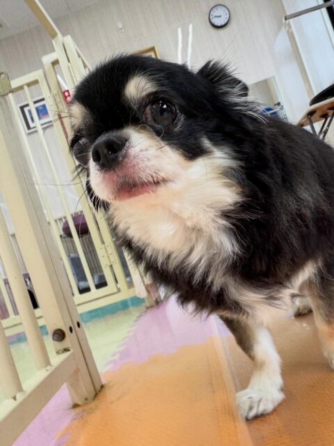 こまめちゃん🐶
本日は、ぽん太やももたろうちゃん達にちょっかいを出されてなんだよ‼️とブチギレていました🤭
ただキレている最中でもスタッフに呼ばれると嬉しそうな表情でこちらにきてくれました🤣

🐾🐶愛犬のお悩みご相談ください🐶🐾
@kenkohmura_official
 ↑フォロー待ってます↑

〒955-0091 新潟県三条市上須頃大割４２８−１
☎︎ 0256-35-2571
✉️ info@kenkohmura.jp
HP: http://kenkohmura.jp
LINE: https://lin.ee/7LIz5sb

#犬幸村#犬の幼稚園 #吠える、噛む #犬のしつけ #トイレ
チワワチワワ可愛いチワワ大好きチワワ倶楽部