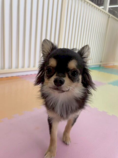 きりまるちゃん＆まろちゃん🐶
きりまるちゃんは、ププちゃん、ぽん太、ニコペットのちびっ子達と走り回ったり、激しいワンプロを楽しんだりして過ごしていました🤭

まろちゃんはみんなにたくさんお誘いを受けたり、挨拶をされたりしてすごく人気者でした👍たまに遊んだり、スタッフとの手遊びも楽しんでくれたようでよかったです👏

🐾🐶愛犬のお悩みご相談ください🐶🐾
@kenkohmura_official
 ↑フォロー待ってます↑

〒955-0091 新潟県三条市上須頃大割４２８−１
☎︎ 0256-35-2571
✉️ info@kenkohmura.jp
HP: http://kenkohmura.jp
LINE: https://lin.ee/7LIz5sb

#犬幸村#犬の幼稚園 #吠える、噛む #犬のしつけ #トイレ
チワワチワワ可愛いチワワ大好きチワワ倶楽部