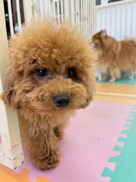 ププちゃん🐶
本日はかなりテンションが高く、本当に一日中ほぼ休まずに走り回ったり、ワンプロを楽しんだりしてすごく楽しんでいました笑　　

🐾🐶愛犬のお悩みご相談ください🐶🐾
@kenkohmura_official
 ↑フォロー待ってます↑

〒955-0091 新潟県三条市上須頃大割４２８−１
☎︎ 0256-35-2571
✉️ info@kenkohmura.jp
HP: http://kenkohmura.jp
LINE: https://lin.ee/7LIz5sb

#犬幸村#犬の幼稚園 #吠える、噛む #犬のしつけ #トイレ
トイプートイプー可愛いトイプー大好きトイプー倶楽部