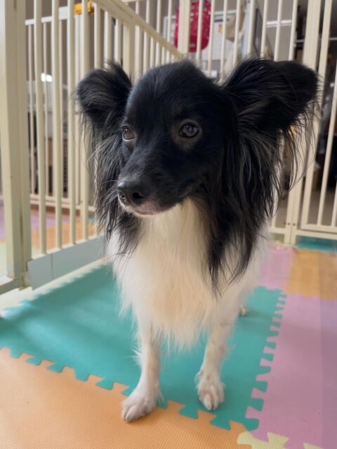 リラちゃん🐶
仲良しのマロンちゃんと今日も楽しそうに遊んでいました☺️
チャリーちゃんに遊びに誘われていたりもしていました！！
🐾🐶愛犬のお悩みご相談ください🐶🐾
@kenkohmura_official
 ↑フォロー待ってます↑

〒955-0091 新潟県三条市上須頃大割４２８−１
☎︎ 0256-35-2571
✉️ info@kenkohmura.jp
HP: http://kenkohmura.jp
LINE: https://lin.ee/7LIz5sb

#犬幸村#犬の幼稚園 #吠える噛む #犬のしつけ #トイレ
 ミックス犬 ミックス犬かわいい ミックス犬大好き