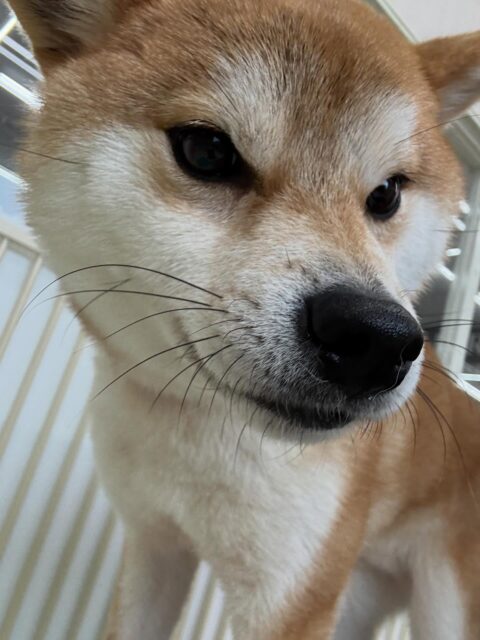 こまちゃん🐶
本日もジョージちゃんに遊びをたくさん誘われてしつこいよ‼️とブチギレていました🤭ですがだんだん二頭とも距離が近くなっていき少し仲良く慣れたと思います👏
🐾🐶愛犬のお悩みご相談ください🐶🐾
@kenkohmura_official
↑フォロー待ってます↑
〒955-0091 新潟県三条市上須頃大割428−1
☎︎ 0256-35-2571
✉️ info@kenkohmura.jp
HP: http://kenkohmura.jp
LINE: https://lin.ee/7LIz5sb
#犬幸村#犬の幼稚園 #吠える、噛む #犬のしつけ #トイレ
柴犬柴犬可愛い柴犬大好き柴犬倶楽部