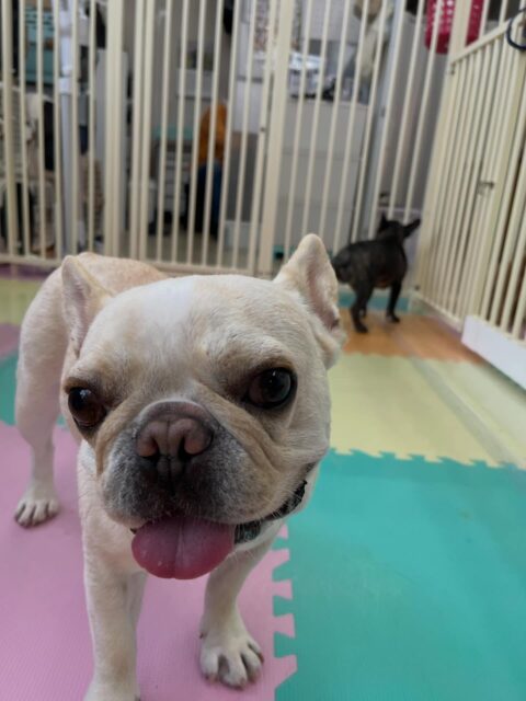 ニコラちゃん🐶
チャリーちゃんが気に入ったみたいで帰る時までずっと楽しそうに遊んでいました🎶
🐾🐶愛犬のお悩みご相談ください🐶🐾
@kenkohmura_official
 ↑フォロー待ってます↑

〒955-0091 新潟県三条市上須頃大割４２８−１
☎︎ 0256-35-2571
✉️ info@kenkohmura.jp
HP: http://kenkohmura.jp
LINE: https://lin.ee/7LIz5sb

#犬幸村#犬の幼稚園 #吠える噛む #犬のしつけ #トイレ
 フレンチブルドッグ フレンチブルドッグかわいい フレンチブルドッグ大好き