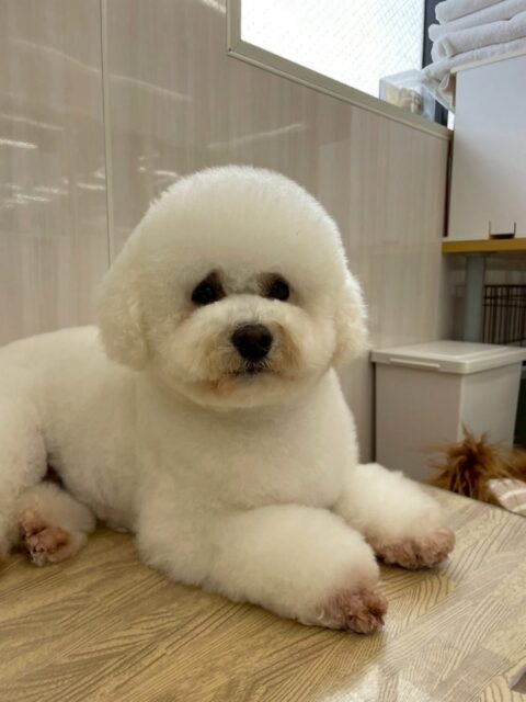 よもぎちゃん🐶
本日もみんなに挨拶をされてみんなに挨拶を返して朝から忙しそうなよもぎちゃんでした🤭
スタッフにもきちんと挨拶をしてくれて本日も可愛すぎました😍

🐾🐶愛犬のお悩みご相談ください🐶🐾
@kenkohmura_official
 ↑フォロー待ってます↑

〒955-0091 新潟県三条市上須頃大割４２８−１
☎︎ 0256-35-2571
✉️ info@kenkohmura.jp
HP: http://kenkohmura.jp
LINE: https://lin.ee/7LIz5sb

#犬幸村#犬の幼稚園 #吠える、噛む #犬のしつけ #トイレ
ミックスミックス犬ミックス犬可愛いミックス犬大好き